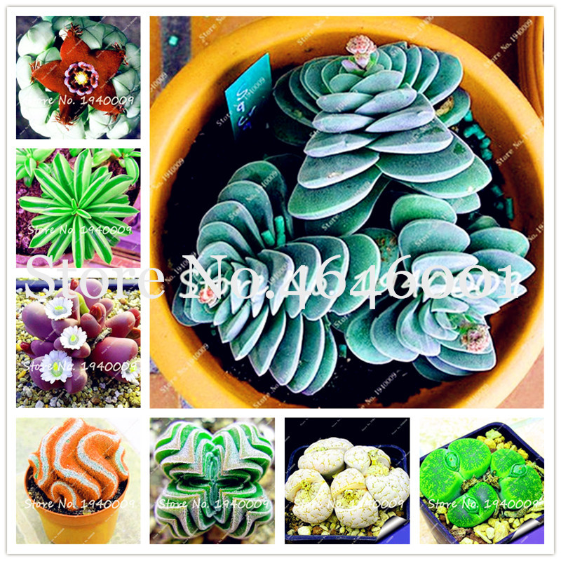 

300 Pcs Seeds Rare Mixed Cactus Plants Raw Stone Lithops Of Cactus plants Organic Garden Succulent Bonsai Balcony Flower Planting
