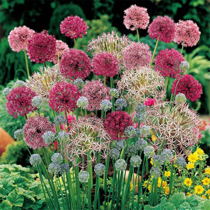 

Free Shipping 100 Pcs Rare Color Giant Allium Giganteum Beautiful Flower Seeds Garden Plant The Budding Rate 95% Rare Flower For Kid