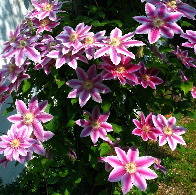 

Hot Sale! 100 Pcs Clematis Seeds,Clematis Vine Seeds Perennial Flower Seeds Climbing Clematis Plants Bonsai Pot Garden Decor Potted Plant