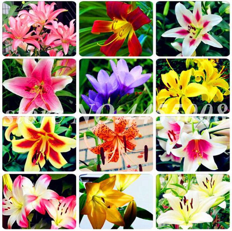 

1000 Pcs Seeds Specials Mixed Heart Lily Plant Potted Bonsai Planta Exotic Indoor Lilum Flower for Home Garden Planting Easy to Grow