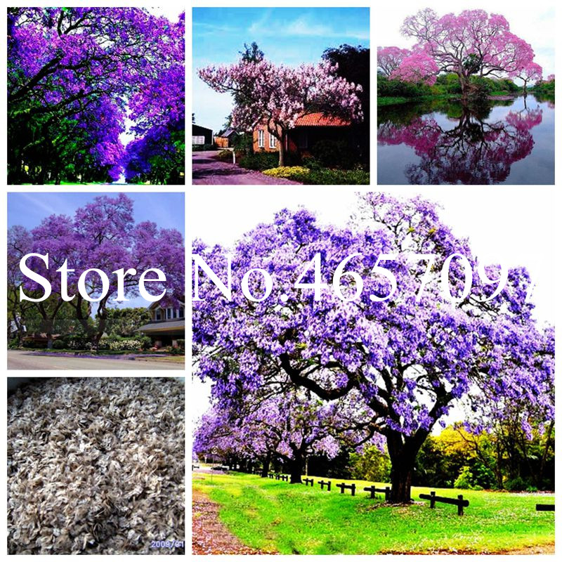 

200 pcs/bag Seeds bonsai paulownia flower, Royal Empress Tree (Paulownia tomentosa), ourdoor plants flower home garden pot plants