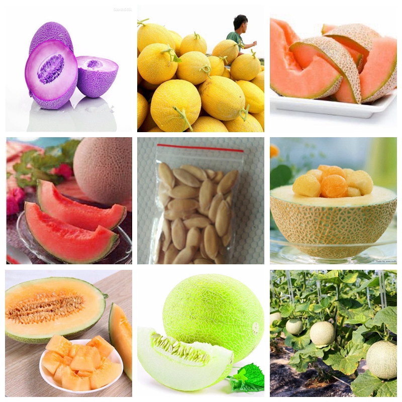 

Seeds Exotic 20 pcs/ bag Cantaloupe Melon Plants , Delicious Juicy Vegetable & Fruit Planta Outdoor Garden Green Great for Flower Bonsai