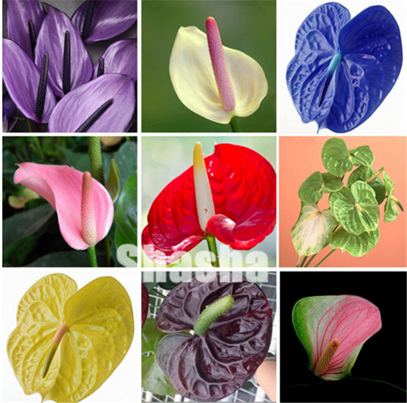 

300 Pcs Rare Anthurium Flower plants seeds Indoor Bonsai Balcony Potted Plant Anthurium Flower flores for DIY Home Garden Easy to Grow