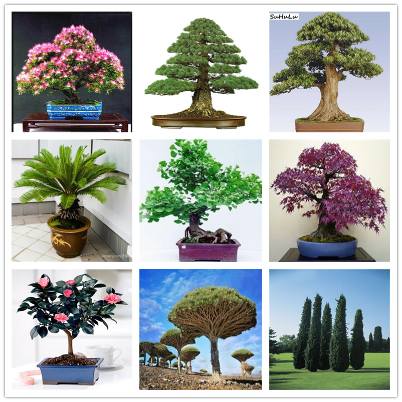 

plant Seeds VIP all kinds Flowers potted bonsai Rose cactus Ginkgo metasequoia magnolia osmanthus ironwood purple shirt