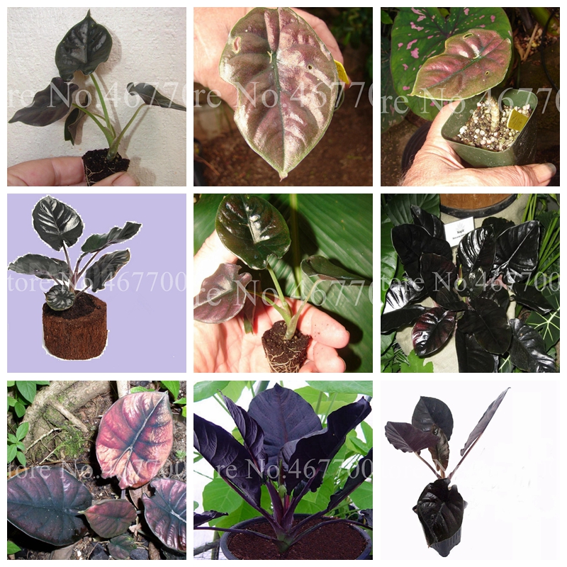 

Bonsai Hot Sale 50 pcs Seeds Alocasia Jewel Of Borneo kapit Alocasia Infernalis Purple Elephant Ear Sml Potted Plant For Home Garden