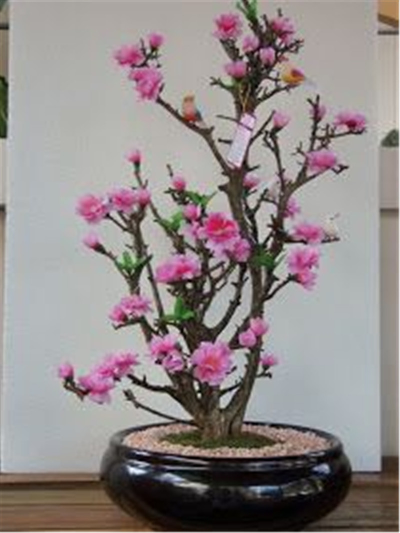 

20 pcs/bag Weeping Sakura Seeds, cherry blossom seeds, beautiful sakura tree flower pot plant tree flower seeds for home garden