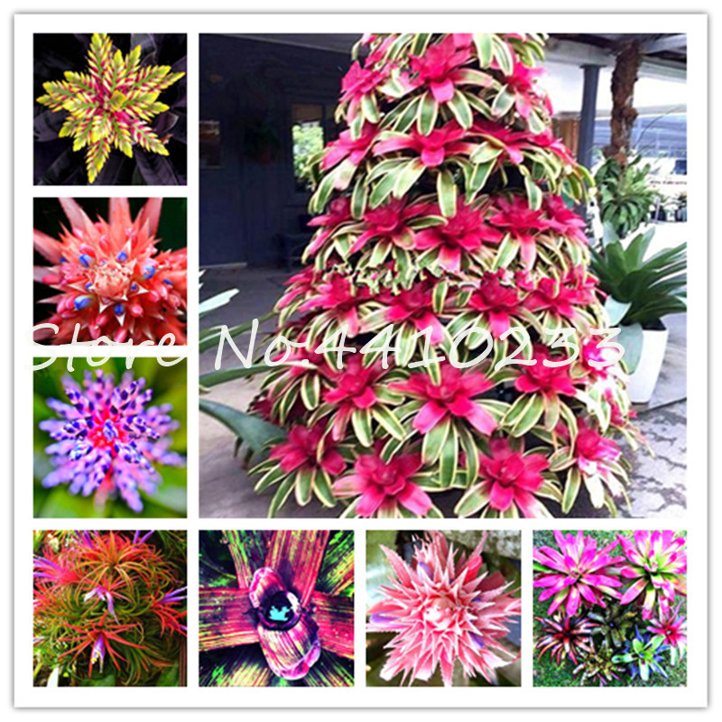 

Best-Selling Rare Colorful Flower 200 Pcs Cactus Bromeliad Succulent Bonsai plant seeds Courtyard Mini Plant Succulent Bonsai Diy Home Garde