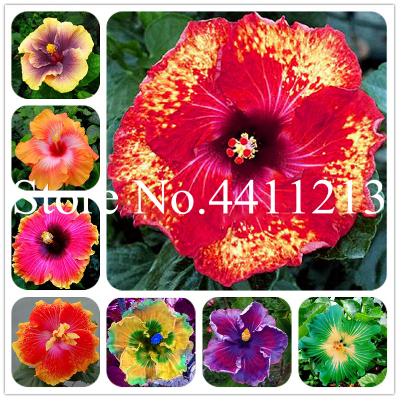 

New 100 Pcs Hibiscus Bonsai plant seeds Giant Hibiscus Flower Bonsai Balcony Flower Plating Indoor Potted Plant for Home Garden Decoration