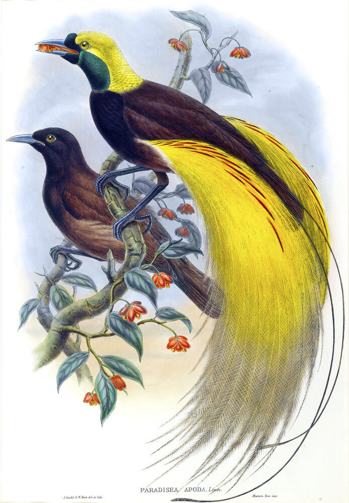 

John Gould Australian Bird Art Bird of Paradise Home Decor Handpainted &HD Print Oil Painting On Canvas Wall Art Canvas Pictures 191118