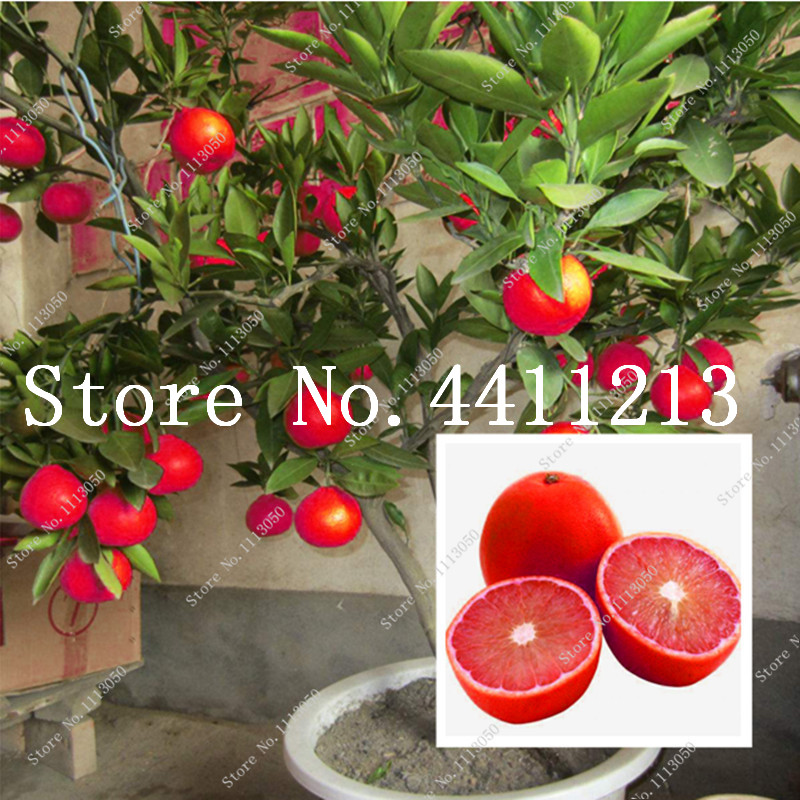 

20Pcs Red Lemon Tree Also Is Blood Orange Organic Fruit Bonsai plant seeds High Survival Rate Bonsai Red Lime Plant Healthy Food Home Garden
