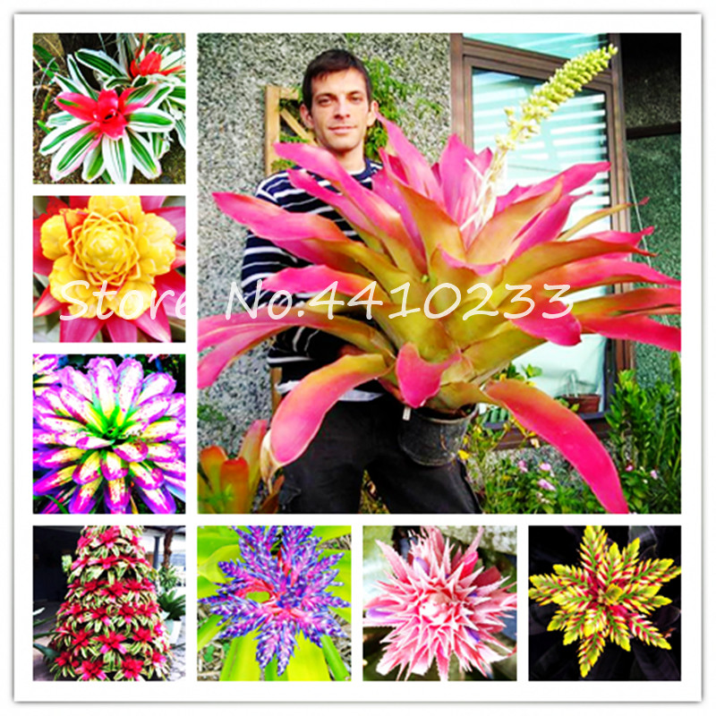 

200Pcs Seeds Bonsai Colorful Cactus Bromeliad Tillandsia Bulbosa Air Plant Easy Growing Succulent Bonsai For Home Garden Free Shipping
