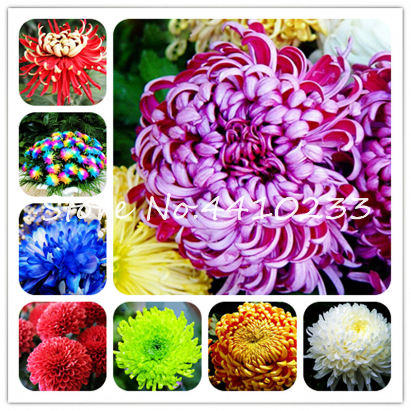 

200 Pcs China Mother Bonsai plant seeds Chrysanthemum Aster Flower Plant Rare Perennial Flower Indoor Bonsai Flower Plants For Family Garden