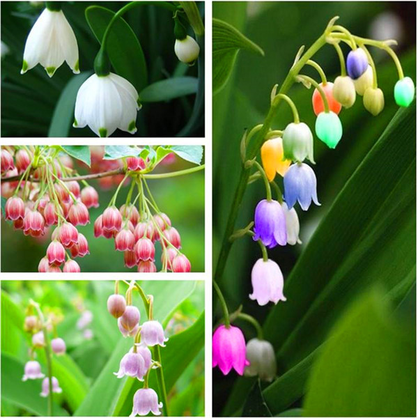 

Hot Sale Seeds! Christmas plant flowers Potted gift,100pcs Bellflower Bonsai plants for garden balcony decoration