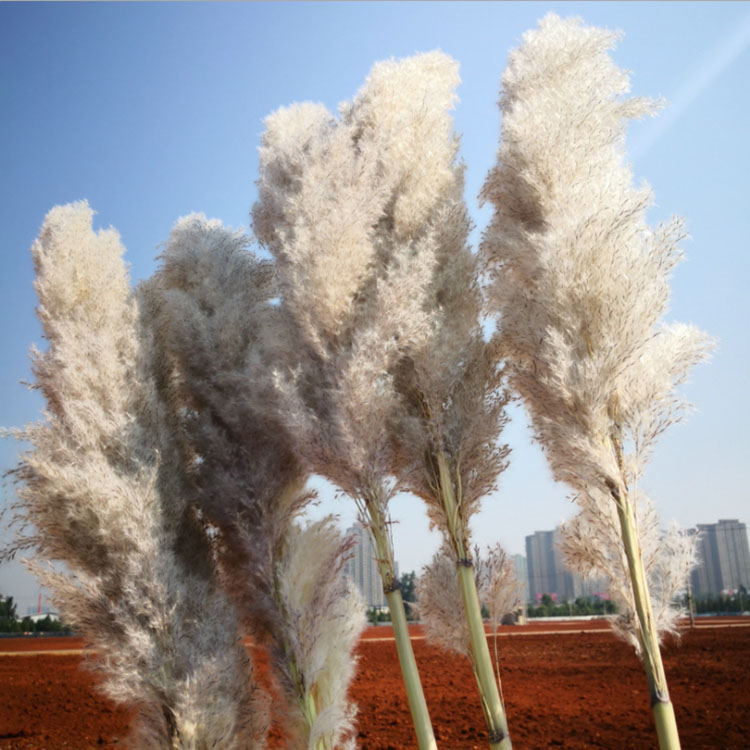 

20Pcs/lot Wholesale Flower Phragmites Natural Dried Decorative Pampas Grass For Home Wedding Decoration Flowers Bunch 56-60cm, Gray