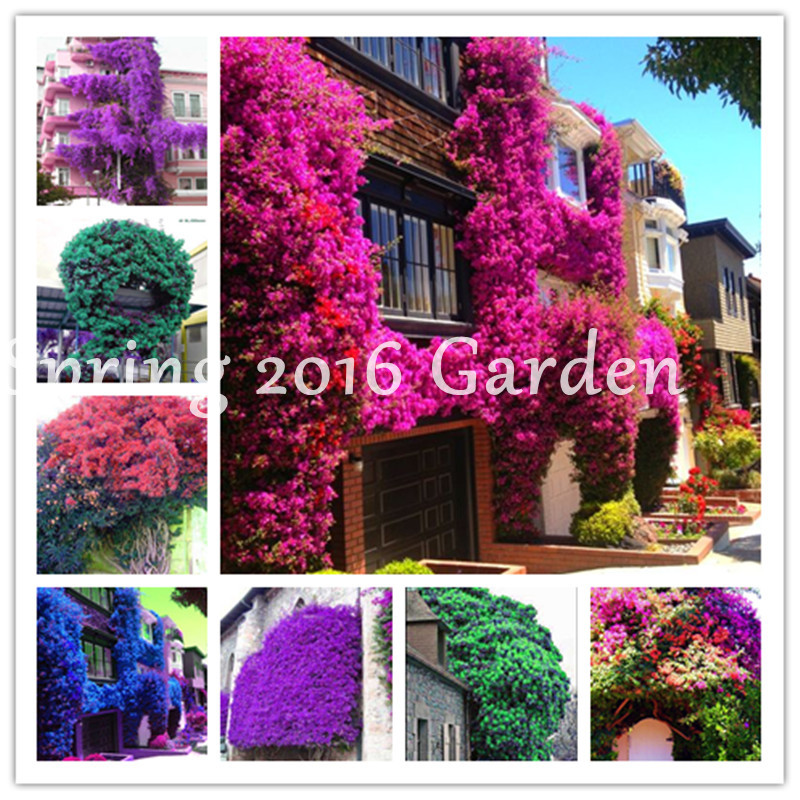 

500 pcs/bag Bougainvillea Garden Supplies seeds Colorful Climbing Bougainvillea Spectabilis Willd Plant Perennial Flower Garden Bonsai Pot Plant