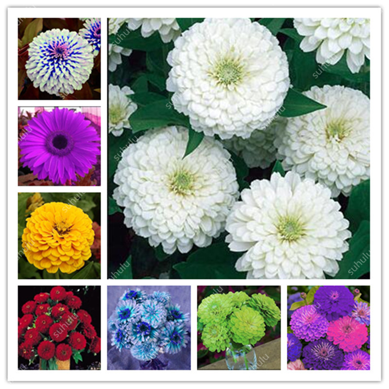 

Promotion ! many Colors Zinnia Bonsai seeds Perennial Flowering Plants Potted Pretty Pastel Colors Charming Chinese Flowers Garden 500 Pcs