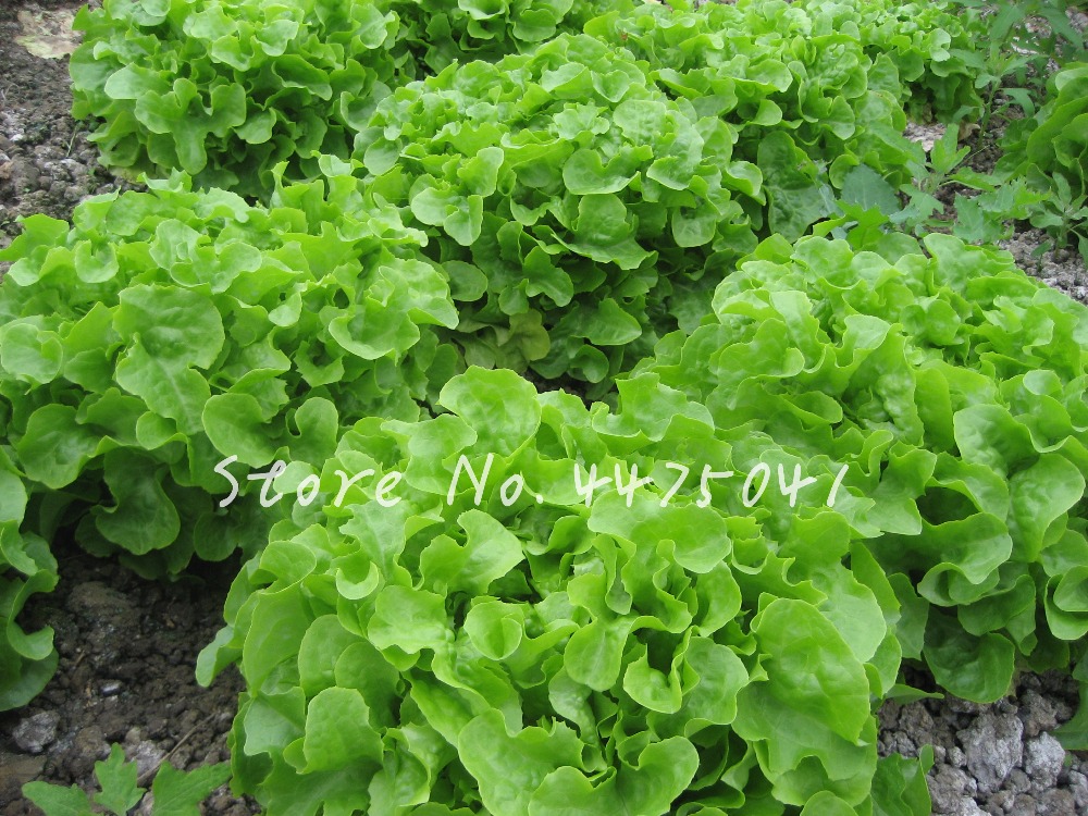 

2000 Pcs Bonsai Lettuce Good Taste Easy To Grow Great Salad Dhoice DIY Home Garden Plant Vegetables Seeds Rich Vitamins Chinese Leaves