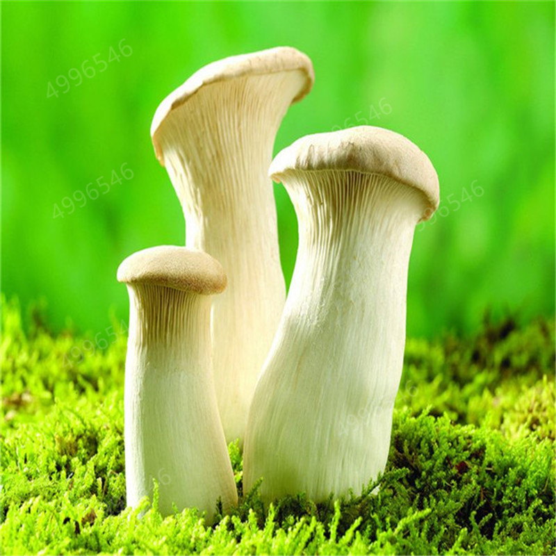 

Mushroom seeds Big Sale 500 Pcs Delicious White Mushroom bonsai Green Vegetables Bonsai plant Very Easy To Grow For Home