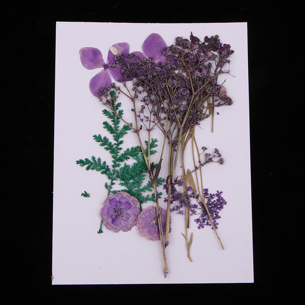 12 Stück Natürliche Gepresste Blume Verzierungen Trockenblumen getrocknete