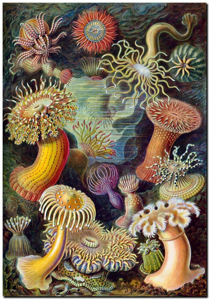 

ERNST HAECKEL Nouveau sea anemone Home Decor Handpainted &HD Print Oil Painting On Canvas Wall Art Canvas Pictures 191118