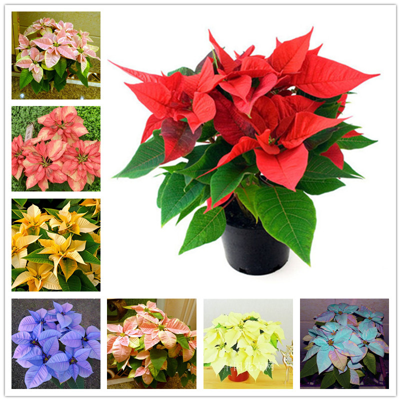

200 Pcs / Bag Seeds Imported Poinsettia DIY Potted Colorful Flower Indoor & Outdoor Flore Home Garden Decor for Flower Pot Bonsai