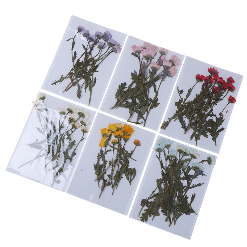 

10pcs/pack Real Pressed Flower Leaves Decorative Dried Flowers for DIY Phone Case Resin Jewelry Decoration Scrapbooking, Green