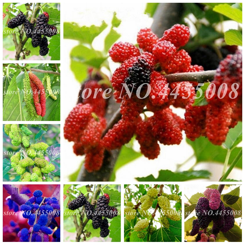 

Sale! 400 pcs/ bag Seeds Chinese Wild Mulberry Mixed Color Giant Bonsai Potted Creepers Fruit For Home Garden Flower Planter Easy Grow