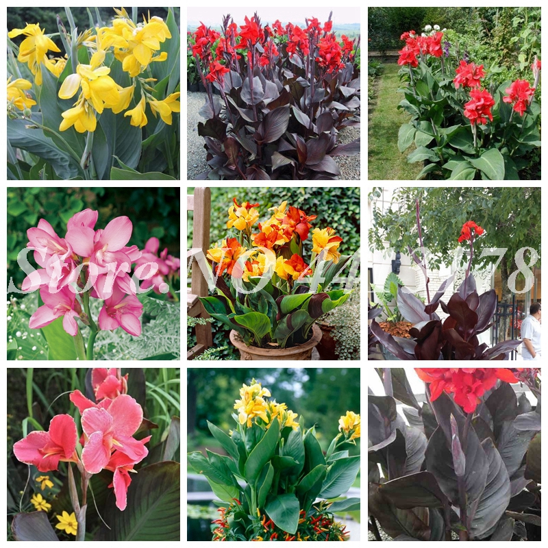 

400 pcs/bag Seeds Exotic Canna Lily Flore Outdoor & Indoor Bonsai Potted Perennial Ornamental Flower Plant for Home Garden Decor Easy