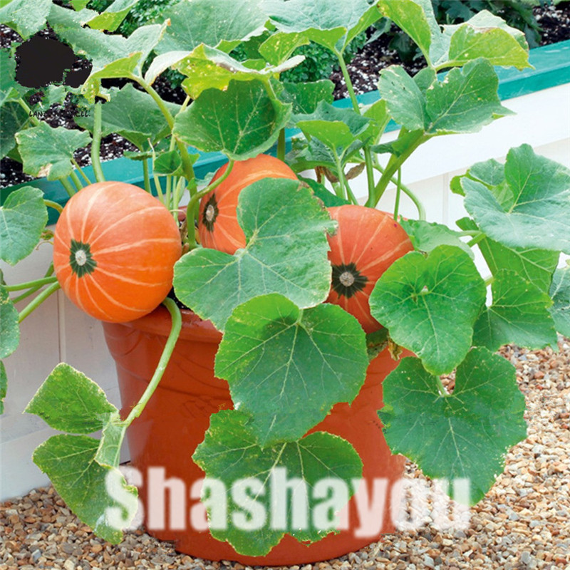 

20 Pcs Seeds Mini Pumpkin Bonsais Planta Pumpkin Organic plant Vegetables Nutrient-Rich Food Non-GMO Edible Plants For Home Garden