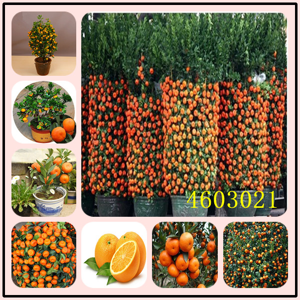 

50 Pcs Citrus plant Bonsai seeds Mandarin Orange bonsai Edible Fruit Bonsai Tree plant Healthy Food Home Garden Easy To Grow