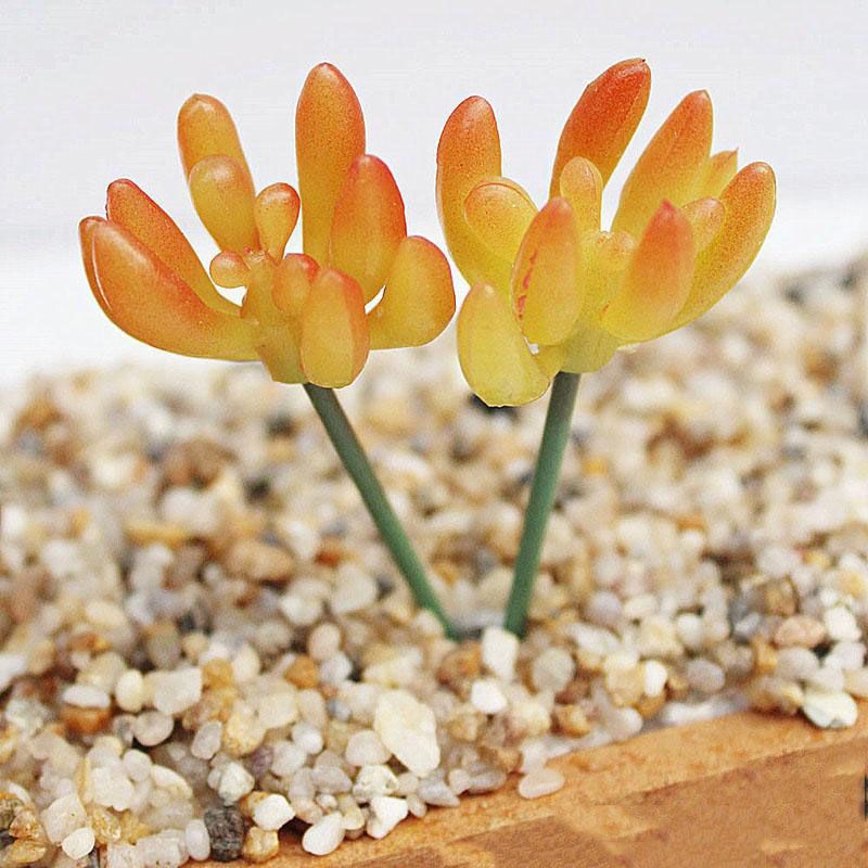 

2019 new design of miniature artificial succulent plant design is a variety of decorative indoor and outdoor identification for primary teac, Yellow