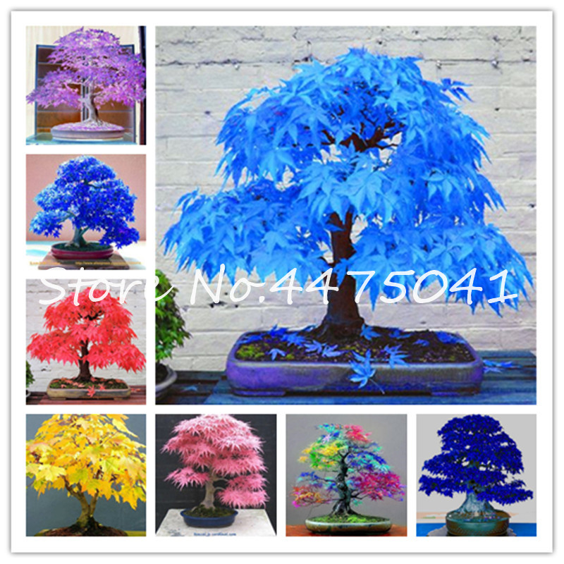 

100 Pcs Rainbow Maple Bonsai Tree Plants Rare Japanese Maple Bonsai plant seeds, Bonsai Flower Indoor Tree Plant Home Garden 24 Kinds Colors