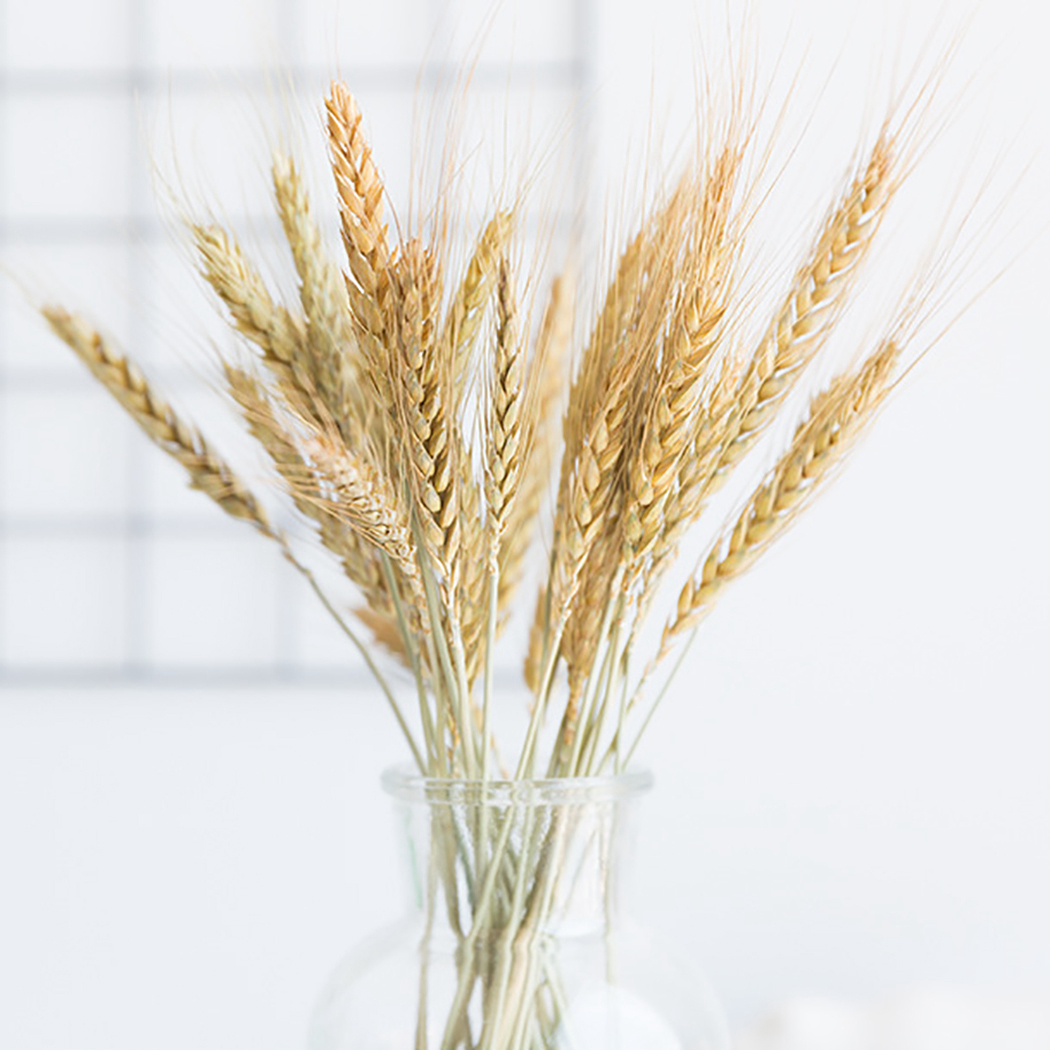 

Pure Natural Wheat Dried Flower Bouquet Wheat Barley Living Room Decoration Simulation Home Plant Decoration