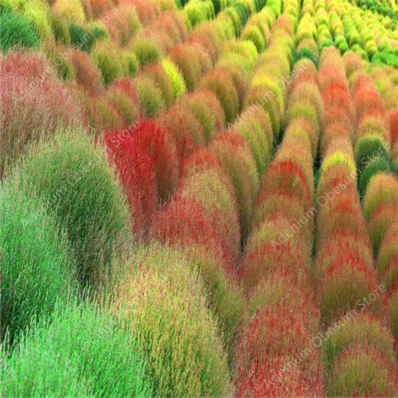 

Hot Sale Seeds 1000 pcs Colorful Grass Bonsai Bush Kochia Scoparia Grass Bonsai Rare Plant For Home & Garden plant