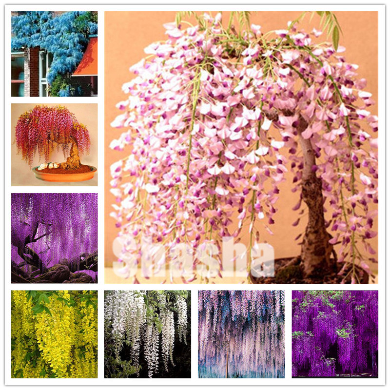 

20Pcs Seeds Rare Wisteria bonsai Mixed Color Flower flores Bonsai Wisteria Tree plant Ornamental Plant Beautiful Plant For Home Garden