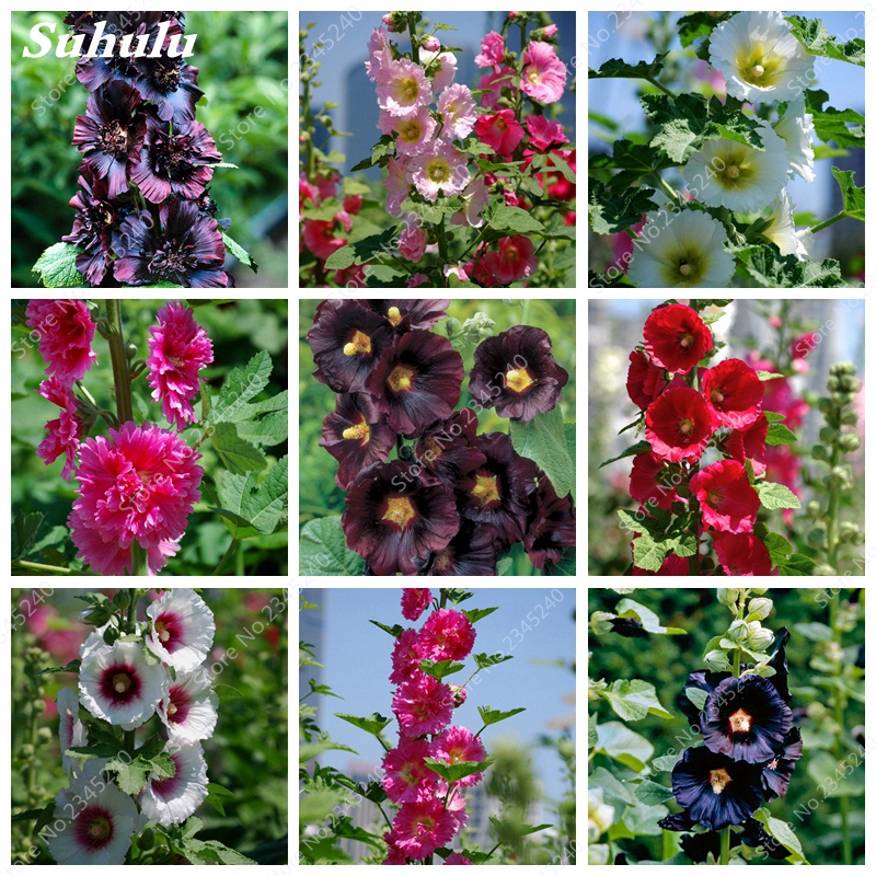 

50 Pcs Multi Color Hollyhock Seeds Bonsai Alcea Rosea Outdoor Garden Greenhouse Plants Diy Gardening Rare Flower Purifying Air