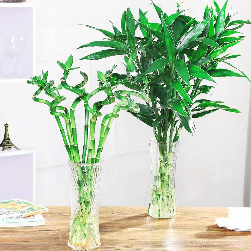 

big sale! 30pcs of lucky bamboo plants bonsai good luck plants vitality tenacious balcony living room home garden bonsai