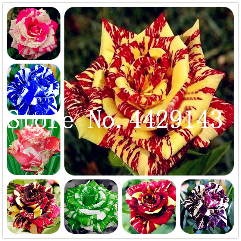 

Bonsai Roses flowers 500 Pcs/bag Germany Rare Dragon Rose Bonsai plant seeds Flowering Plants For Diy Home Garden & Balcony easy to grow