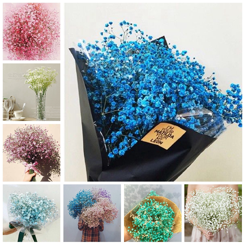 

100 pcs Mixed Gypsophila Paniculata Bonsai Seeds,Perennial Garden Flower Plants,Potted Plant for Outdoor,Small,Medium & Large Decor