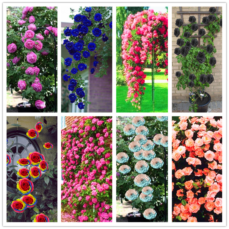 

100 pcs Thailand Climbing Beautyful Rose seeds, rare plant rose seeds, bonsai Potted Flowering Plants for Home Garden