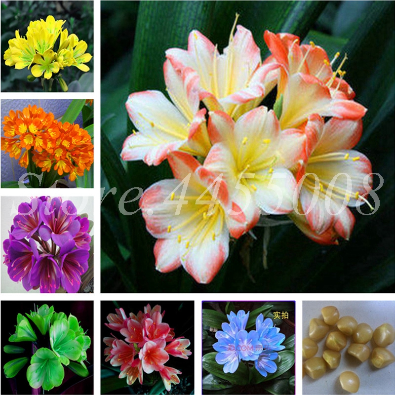 

Hot Sale Clivia Miniata Bonsai Gorgeous Potted Rare Bush lily Flower Plant DIY Home Garden With High Ornamental Value 200 Pcs Seeds