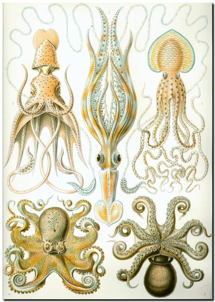 

ERNST HAECKEL Nouveau Octopus Home Decor Handpainted &HD Print Oil Painting On Canvas Wall Art Canvas Pictures 191117