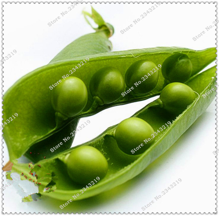 

100 pcs Seeds Bonsai Pea Organic Super Sweet Green Arrow Bean Outdoor Heirloom Pisum Potted Vegetables Garden Plant Flower Pot Planting