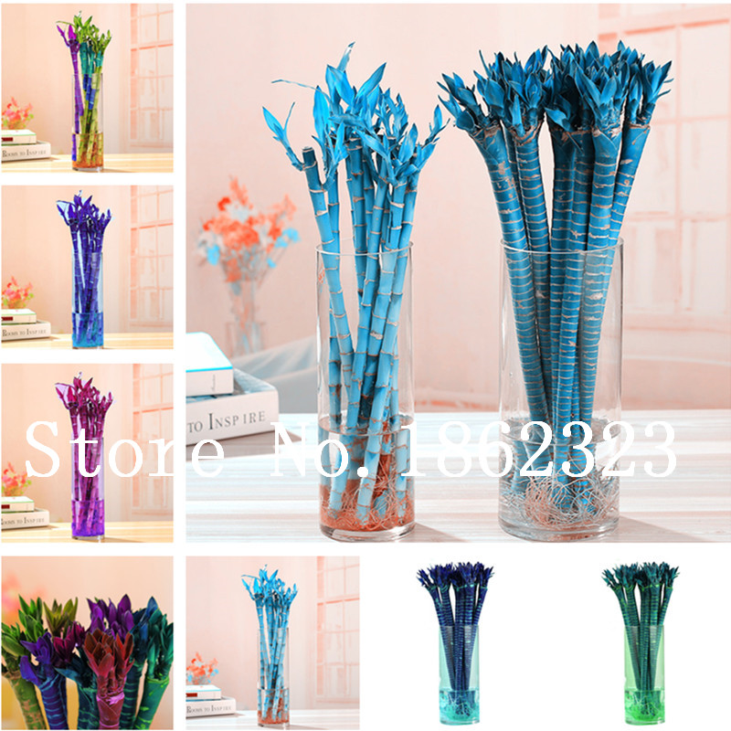 

Hot Sale 100 Pcs Rainbow Bamboo Bonsai plant seeds Lucky Moso Tree Plant For Home&Garden Decoration Potted Plants Easy to Grow Free shipping
