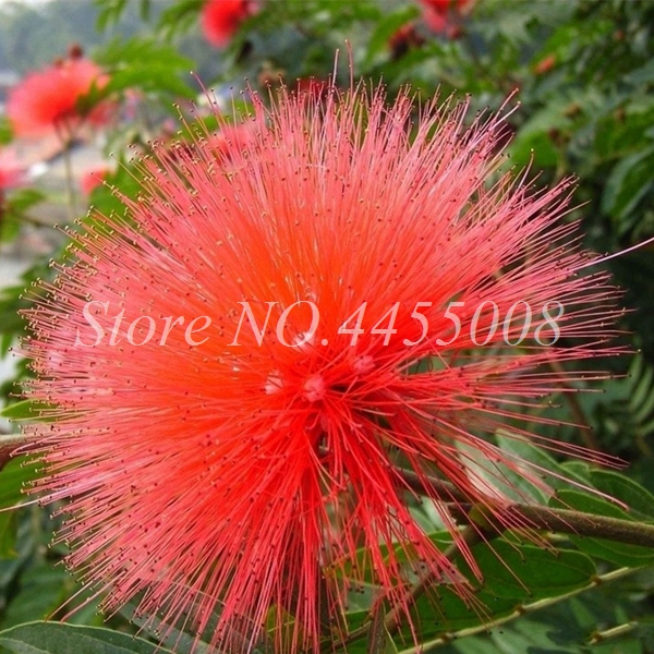 Compre Bonsai Semillas Rojas De Albizzia Acacia Flor Bonsai Árbol 