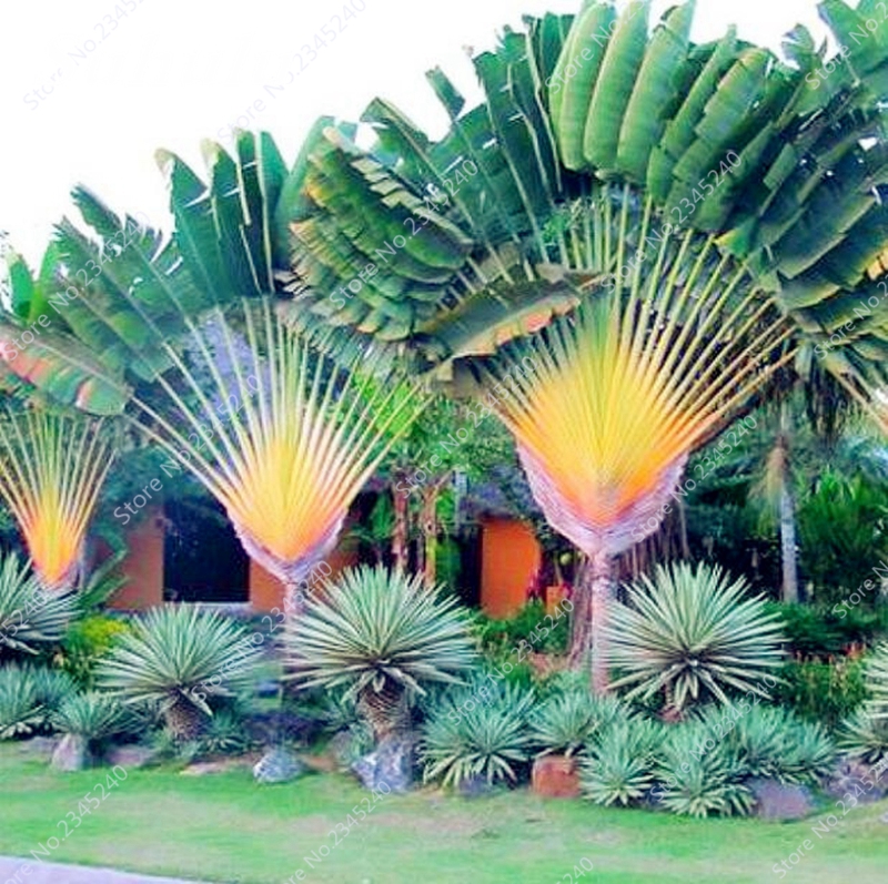 

10 pcs/ bag Japan Cycas Seeds Indoor Drawf Bonsai Potted Outdoor Sago Palm Tree Flower Plant for Home Garden Pot Decor Easy to Grow