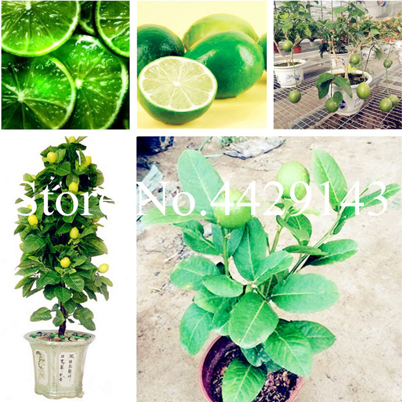 

Lemon Bonsai plant seeds Mandarin Lemon Edible Fruit Bonsai Tree plants Healthy Delicious Food For Home Garden Easy To Grow 50 Pcs for sale