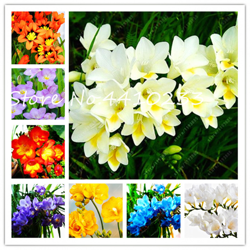 

Sale ! 100Pcs Rainbow Freesia Bonsai plant seeds Flower Indoor Pot Flower Orchids Freesia Rhizome Flower Floral Quiet Diy Home Garden Plants