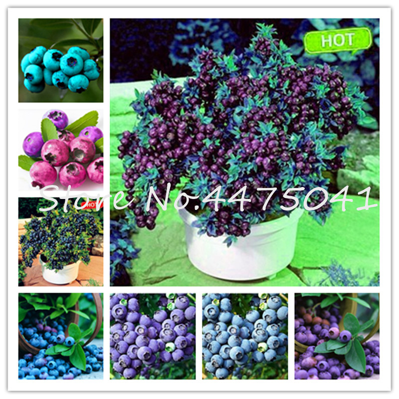 

500 Pcs Blueberry Bonsai plant seeds Sweet Indoor Fruit Tree Highbush Blueberries Diy Countyard Bonsai Plants For Home and Garden Easy Grow