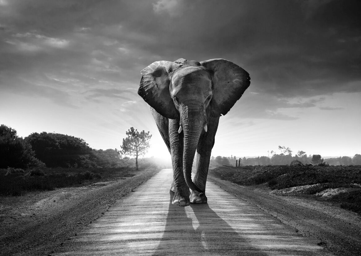 

Elephant Wildlife Landscape Home Decor Handpainted &HD Print Oil Painting On Canvas Wall Art Canvas Pictures 200119
